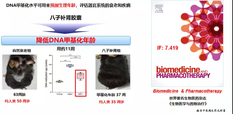 由内而外年轻态，世界著名生物医药杂志指出八子补肾胶囊可逆转生命时钟